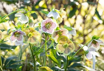 Christrosen pflanzen und für elegante Blüten sorgen