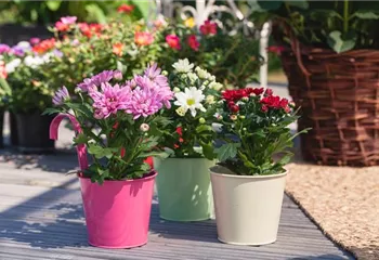 Chrysanthemen pflanzen und den Sommer verlängern