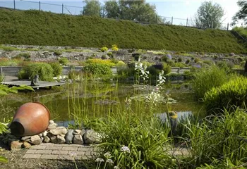 Den Gartenteich bepflanzen mit den schönsten Kandidaten