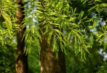 Die beliebtesten Nadelgehölze – Stars mit Nadeln im Garten