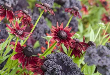 Die beliebtesten Stauden für die Gartengestaltung