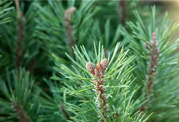 Die passenden Nadelgehölze für jeden Standort im Garten