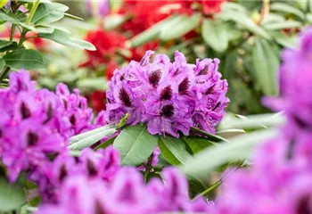 Die schönsten Begleitpflanzen für Rhododendren im Garten