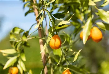 Ein mediterraner Garten und seine Gestaltungsmöglichkeiten