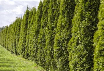 Eine Thuja im Garten bringt Farbe ins Spiel