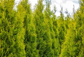 Thuja pflanzen und immergrüne Schönheit genießen