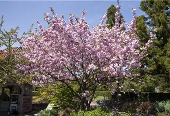 Eine Zierkirsche als fernöstliches Highlight im eigenen Garten