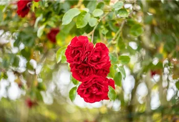 Einen Rosengarten gestalten – Hübsche Blüten überall