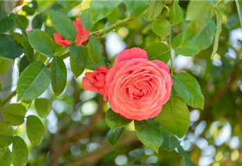 Krankheiten und Schädlinge bei Rosen erkennen und bekämpfen