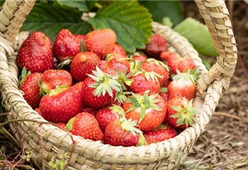 Erdbeeren pflanzen und pflegen für eine leckere Ernte