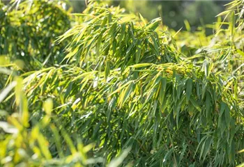 Gartengestaltung mit Bambus für fernöstliches Feeling