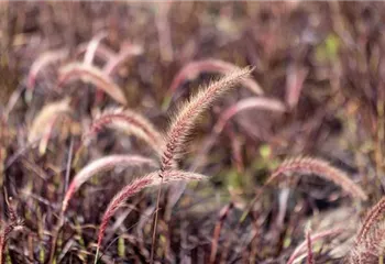 Gartengestaltung mit Gräsern – Jetzt wird’s bunt!