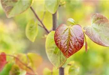 Gartengestaltung mit Laubgehölzen – So strahlt der Garten in allen Farben