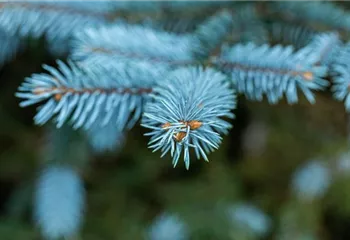 Gartengestaltung mit Nadelgehölzen – Ein immergrüner Garten