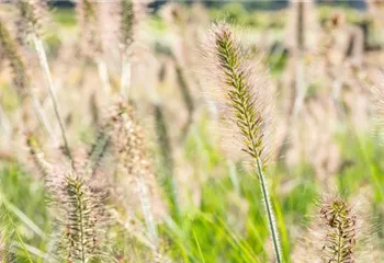 Gräser pflanzen leicht gemacht – So erstrahlt der Garten