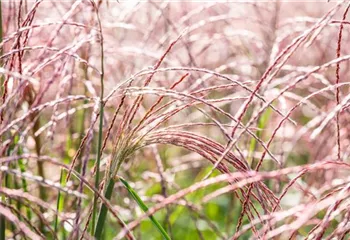 Gräser pflegen und dem Windspiel im Garten lauschen