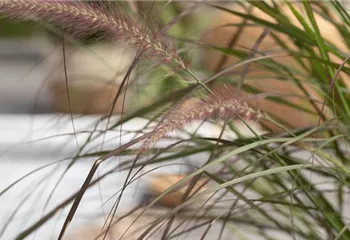 Gräser zurückschneiden für einen malerischen Wuchs