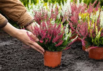 Heide pflanzen und Garten und Co. bunt gestalten