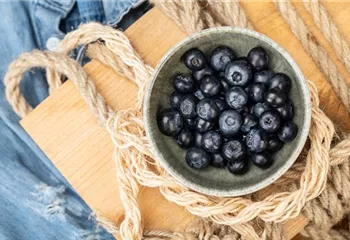 Heidelbeeren als leckerer Snack für Naschkatzen