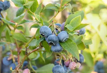 Heidelbeeren pflanzen und pflegen leicht gemacht