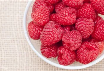 Himbeeren als leckerer Snack für Balkon und Garten