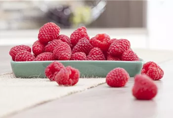 Himbeeren pflanzen und leckere Snacks genießen