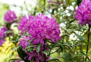 Immer gut in Form – Rhododendron zurückschneiden