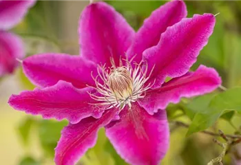 Kletterpflanzen pflegen und das Grün im Garten genießen