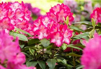 Krankheiten und Schädlinge an Rhododendren erkennen und vorbeugen