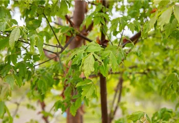 Laubgehölze kaufen und den Garten zum Leuchten bringen