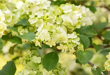 Laubgehölze pflegen – So bleibt der Garten schön