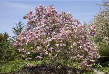 Magnolien als frühblühendes Highlight im Garten 