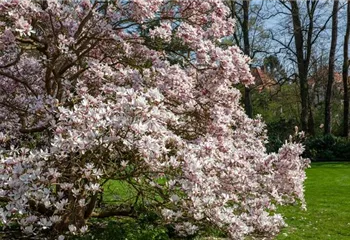 Magnolien pflanzen für einen Blickfang im Garten 