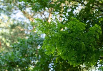 Nadelgehölze einpflanzen und den Garten immergrün gestalten