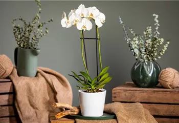 Orchideen pflegen für ein gesundes Wachstum 