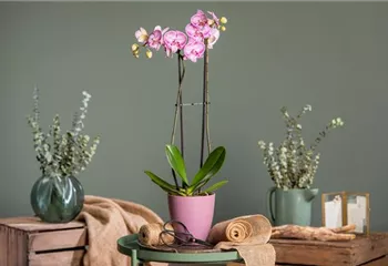 Orchideen schneiden und für gesunde Pflanzen sorgen