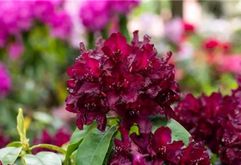 Rhododendron einpflanzen – So erstrahlt der Garten mit Blüten