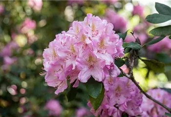 Rhododendron kaufen und den Garten bunt gestalten