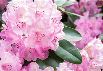 Rhododendronarten und -sorten – Die schönsten Kandidaten