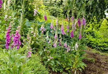 So wird’s richtig bunt - Stauden für jeden Standort im Garten