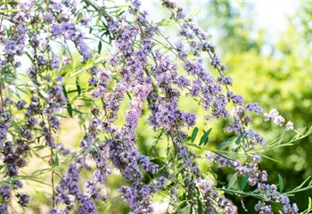 Sommerflieder im Garten als Schmetterlingsmagnet