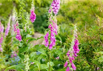 Stauden einpflanzen und den Garten neu gestalten