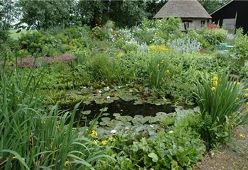 Wasserpflanzen im Garten und die perfekten Nachbarn