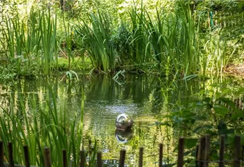 Wasserpflanzen zurückschneiden und damit jung halten