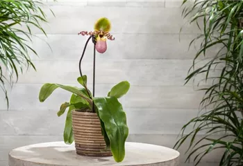 Wirksam gegen Krankheiten und Schädlinge bei Orchideen