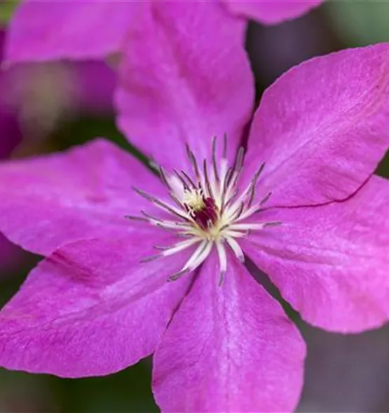 Clematis viticella