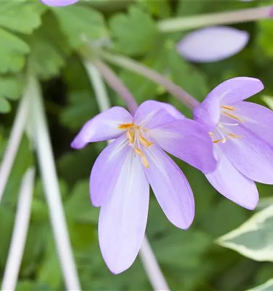 Colchicum autumnale