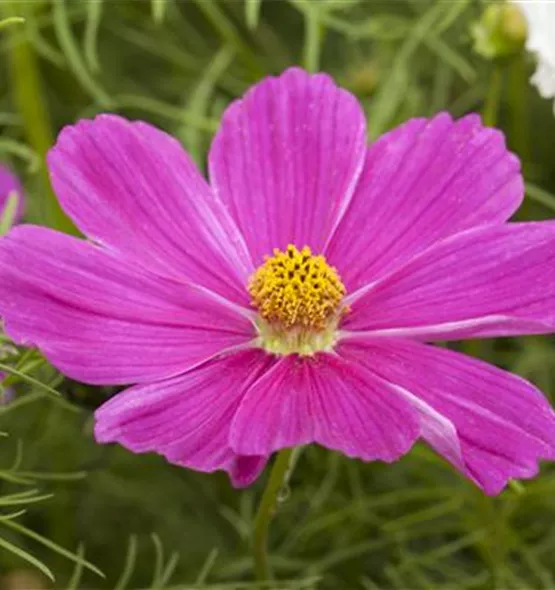 Cosmos bipinnatus