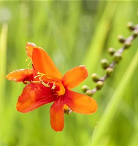 Crocosmia x crocosmiiflora