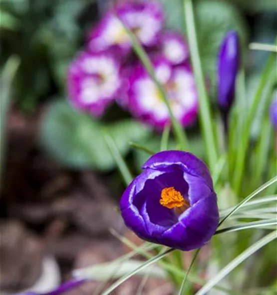 Crocus vernus